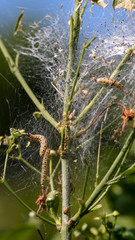 Prozessionsspinner Raupen