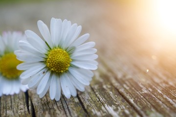 daisy flower plant in summer in the nature, daisies in the garden © Ismael