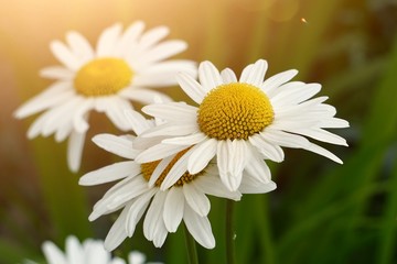Fototapeta premium daisy flower plant in summer in the nature, daisies in the garden