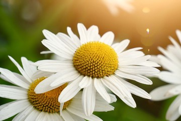 Naklejka premium daisy flower plant in summer in the nature, daisies in the garden