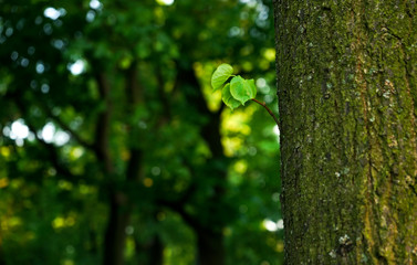a small green sprout twig, on a strong large tree trunk in the Park,on a green background
