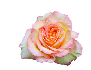 Pink rose isolated on white background