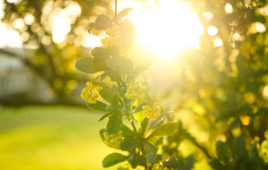 selective focus. yellow small flowers on a tree, with a blurred green background