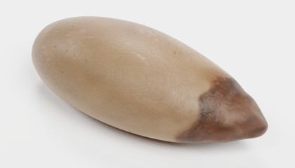 Realistic 3D Render of Pine Nut