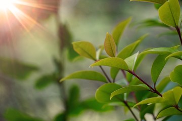 green flower plant in summer in the nature, green plants in the garden