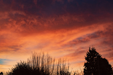 Obraz premium sunset in the forest