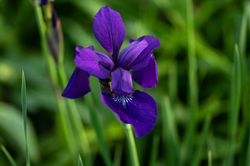 close up of a Japanese Iris blossom