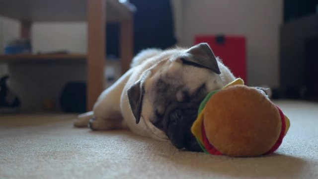 Close up of pug puppy playing with soft dog toy