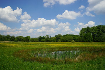 Wiese,Feuchtwiese,Lebensraum.Meadow,Wetmeadow,Habitat