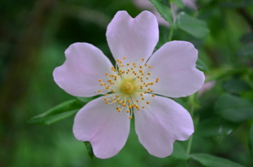 Obraz premium flower in garden