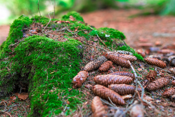 Fir tree cones on the ground in the forest