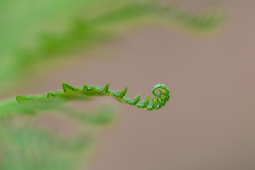 Leaves of fern close up. Small depth of field