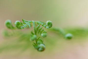 Leaves of fern close up. Small depth of field