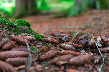 Fir tree cones on the ground in the forest
