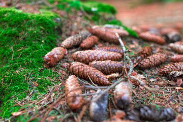 Fir tree cones on the ground in the forest