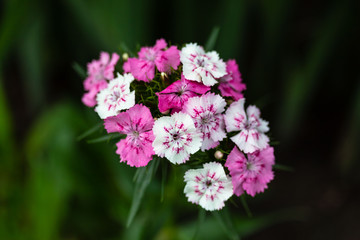 pink and white garden phlox blooming in the garden