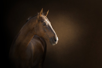 portrait of a akhal-take horse on the dark background