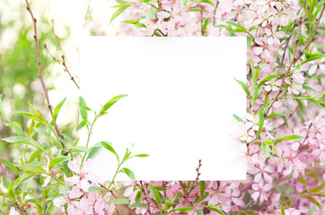 Fototapeta na wymiar Cherry blossoms in full bloom. Creative layout made of flowers and leaves with paper card. - Image