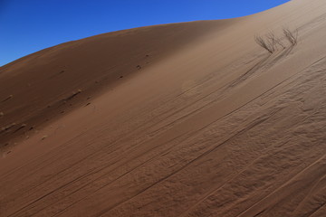 In the middle of July, a few dead branches stand out on an impressive Sossusvlei dune in the Namib desert (Namibia).