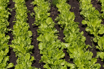 Leaves of young lettuce on the ground. Rows of stripes.