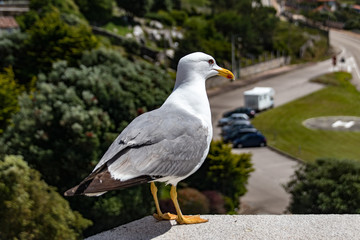 seagull on post