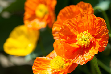 close-up of red and yellow poppy blossoms