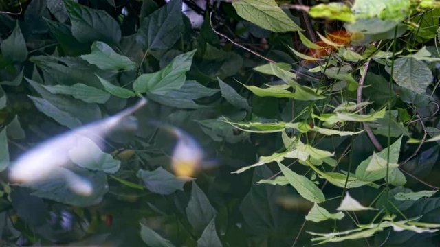 Aqua And Plants Background is a stock video that displays stunning footage of green plants,water and colorful fishes. This 3840x2160 (4K) footage is apt to use in any project like backgrounds. 