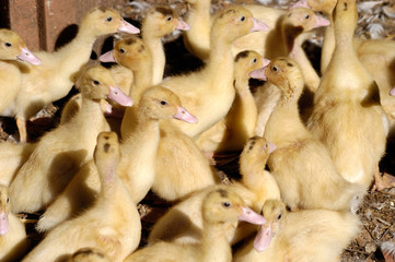 group of small ducks, interior