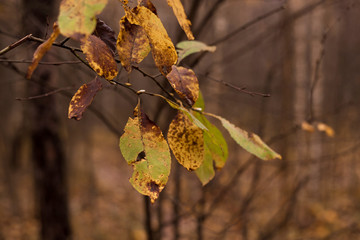 Autumnal Park. Autumn Trees And Leaves. Fall