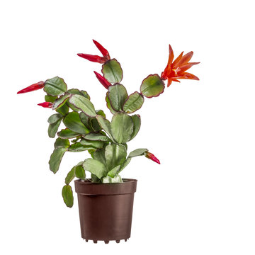 Small blooming Easter cactus, Rhipsalidopsis gaertnerrii, with red flowers and buds. In brown plastic pot isolated on white background.