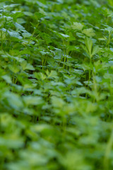 Obraz premium Parsley. Petroselinum. Parsley leaves. Green leaves. Parsley growing in the garden. Garden. Field. Farm. Growing herbs.
