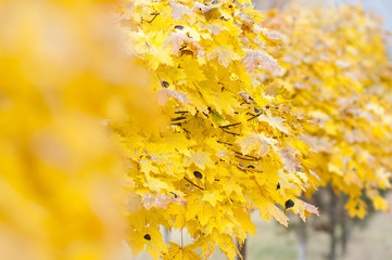 Autumn yellow leaves on trees.