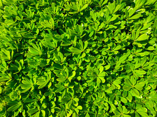 Obraz premium Background from small green leaves of a bush. Spring freshness of foliage.