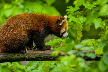 14.05.2019. Berlin, Germany. Zoo Tiagarden. The little red panda sits on branch licks and eats bamboo among greens. Rare and lovely animals.