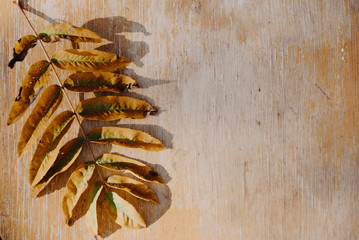 Autumn background of fall leaves on the wooden board, top view