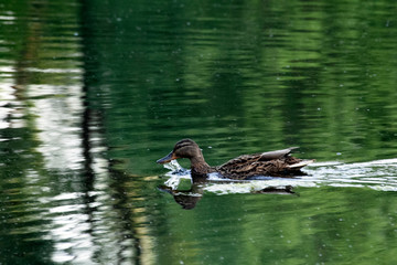Cute ducks swim in the pond