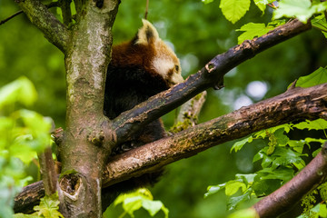 14.05.2019. Berlin, Germany. Zoo Tiagarden. The little red panda sits on branch licks and eats bamboo among greens. Rare and lovely animals.