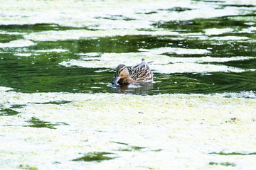 Cute ducks swim in the pond