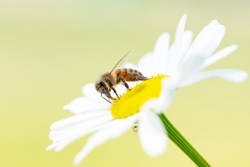 Honey Bee On A Buttercup Flower On A Meadow