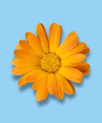 Small gerbera flower isolated on blue background