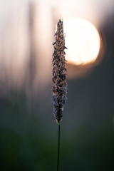 Reed At Sunset In A Moor In The North Of Berlin Germany