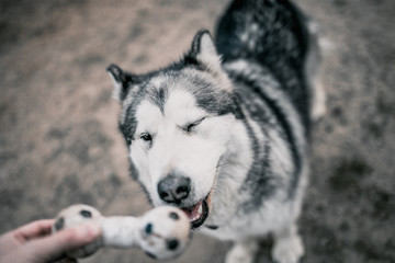 Close-up of an Alaskan Malamute dog muzzle - a man plays with a dog - an aport team - cynology and training