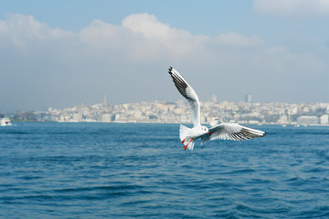 Fototapeta na wymiar Seagull flying over water in a cityscape