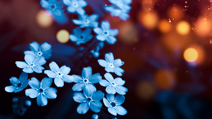 Floral background in neon color. Background macro grass, blurred bokeh, neon light. Nature fiery...