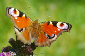 Butterfly close up with blurred background