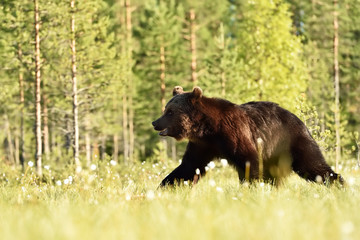 Brown bear walking at daylight. Bear in summer.