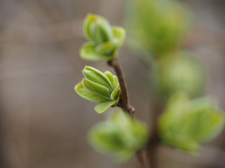 Lilac branch with newly expanded leaves