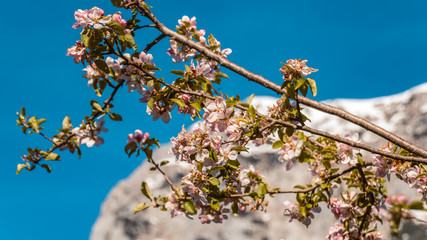 Beautiful alpine view at the famous Hintersee near Ramsau - Bavaria - Germany