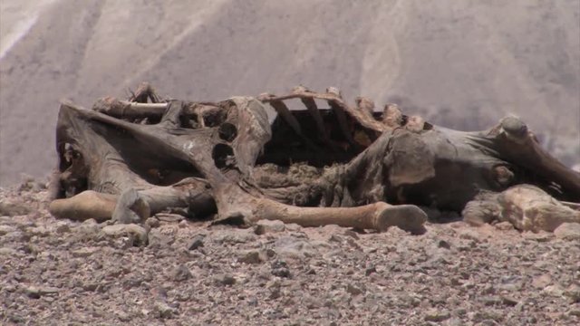 Remains of camel carcass, Sde Boker Israel
