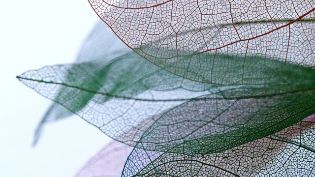 Background from skeleton tree leaf close up.